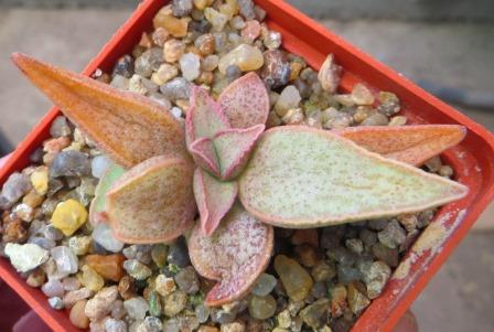 adromischus marianiae  hybrid