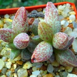 adromischus marianiae hybrid