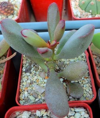 adromischus kubusensis