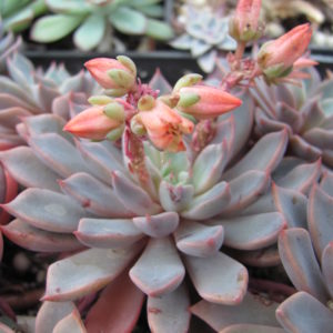 Graptopetalum   rusbii   hybr.
