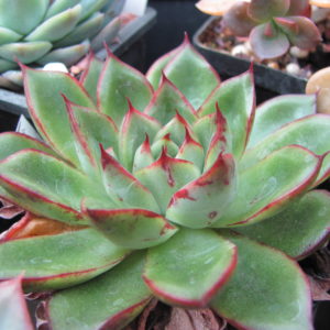Echeveria  agavoides  Cristmas    hybr.
