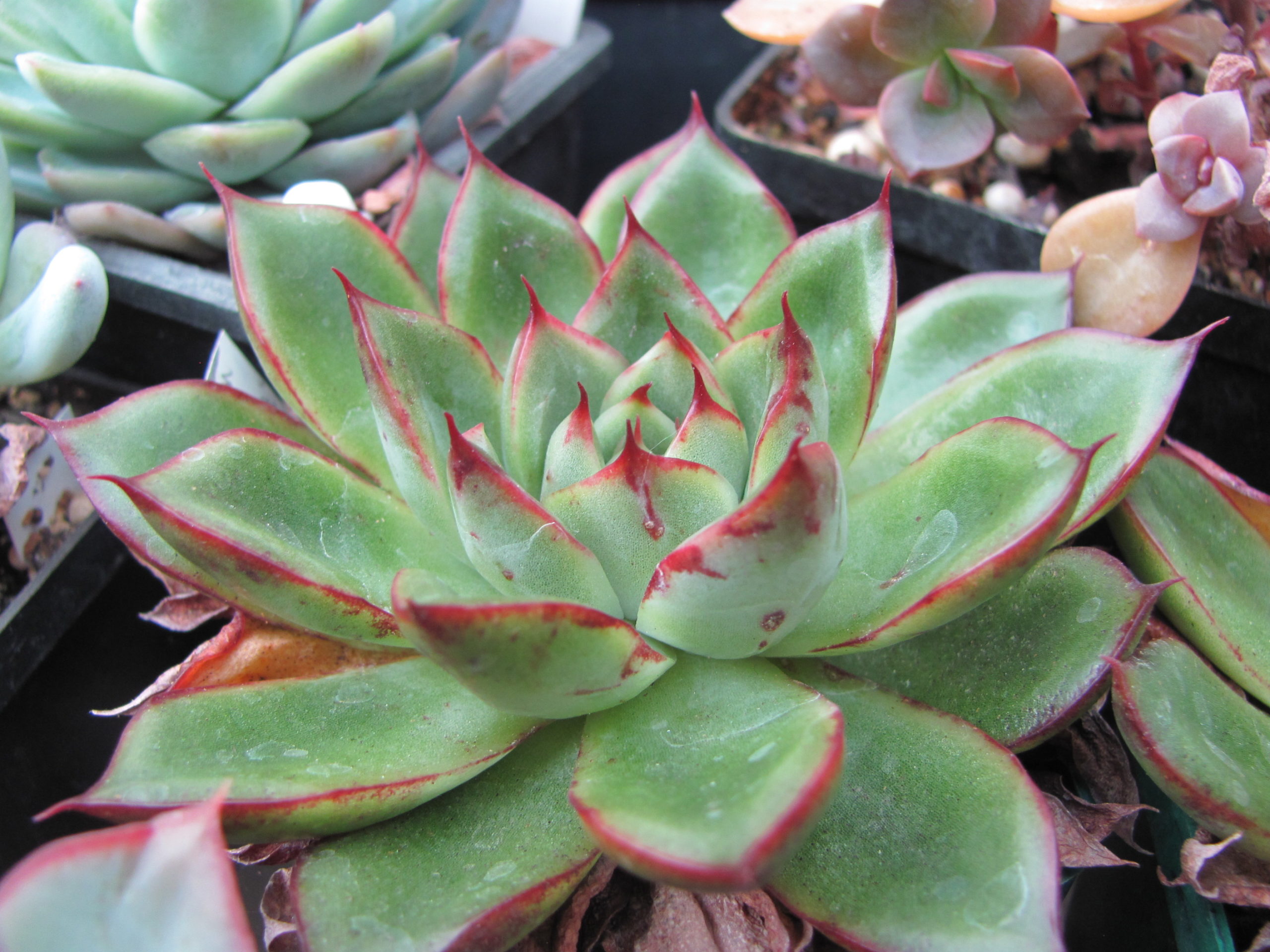 Echeveria  agavoides  Cristmas    hybr.
