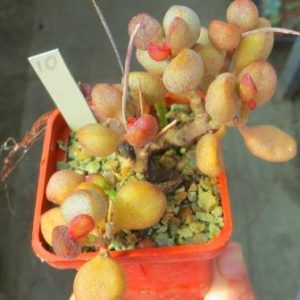 Adromischus marianiae ‘Little Spheroid’ весь горшик