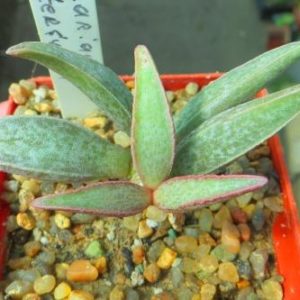Adromischus marianiae -Richtersveld- SL243