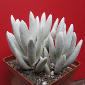 Senecio   havorthioides     3 разом