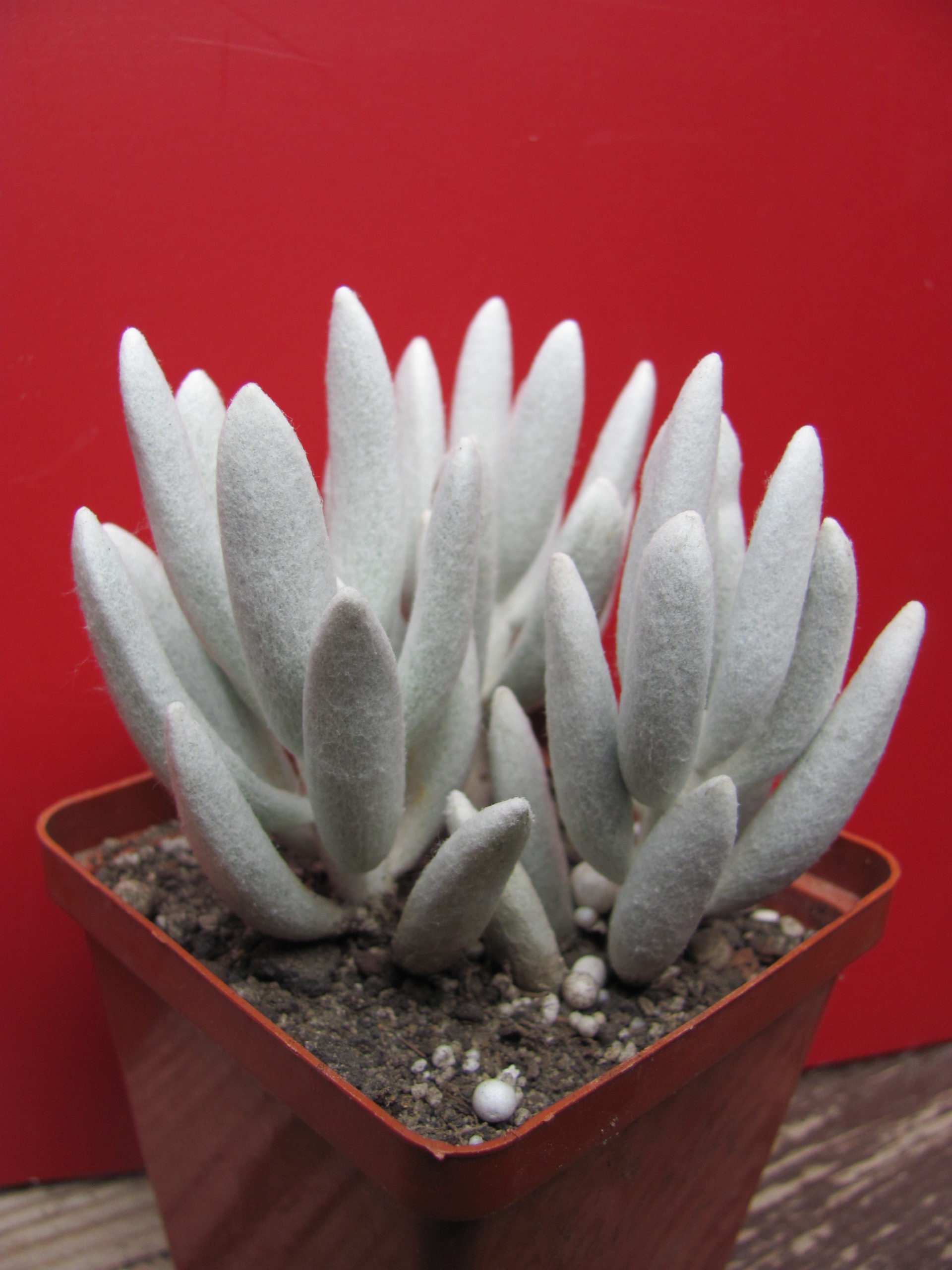 Senecio   havorthioides     3 разом