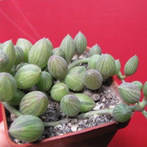 Senecio  herreianus