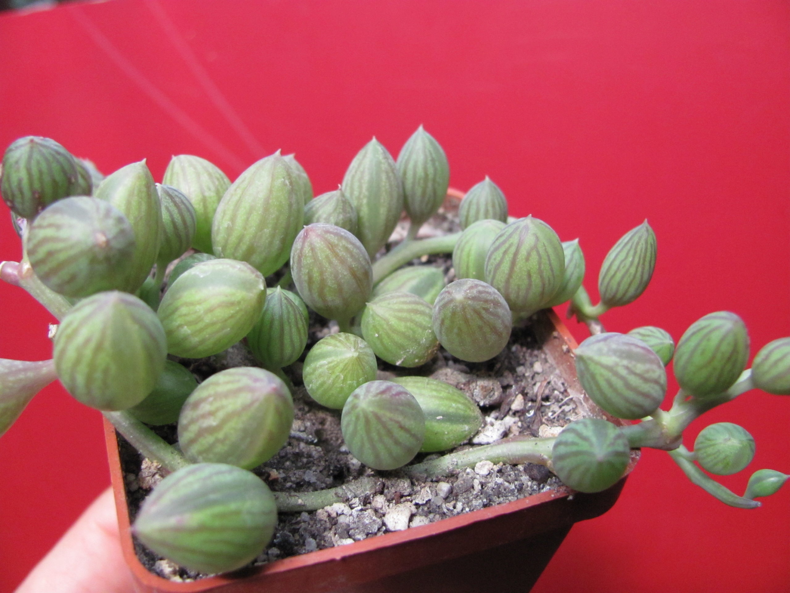 Senecio  herreianus