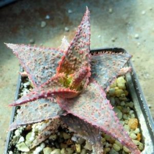 aloe Raspberry cultivar