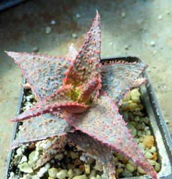 aloe Raspberry cultivar
