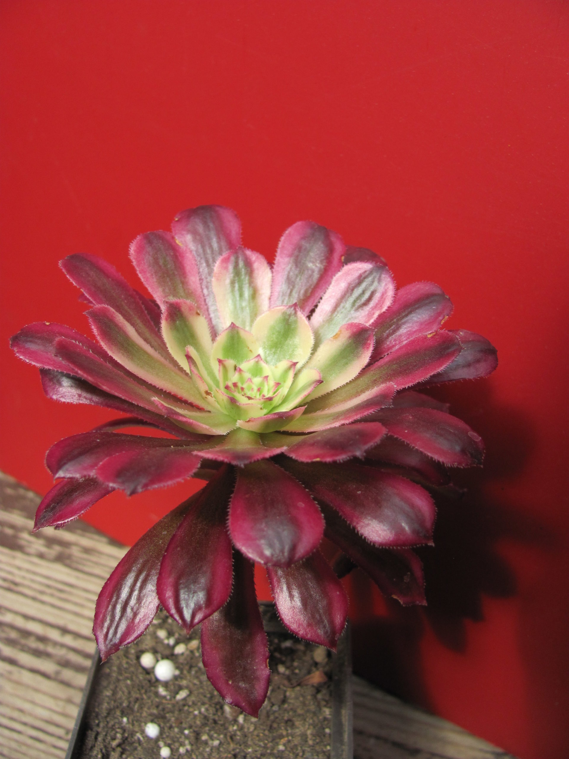 Aeonium    Mardi  Gras