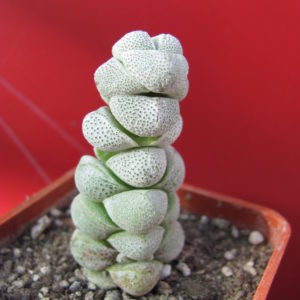 Crassula   deceptor