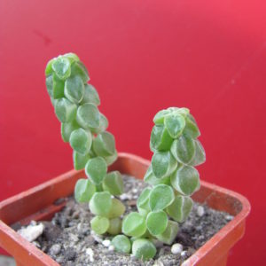 Peperomia  columella