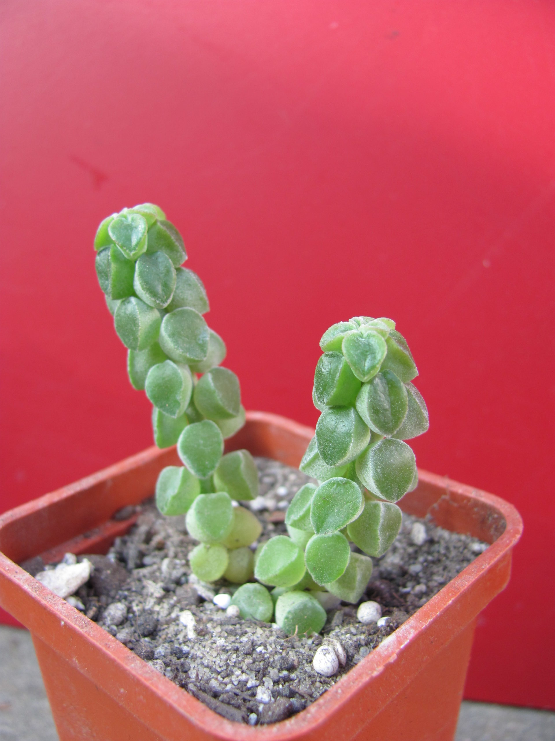 Peperomia  columella
