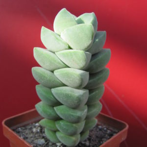Crassula moonglow