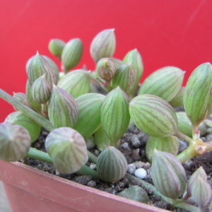 Senecio  herreianus