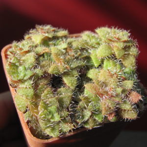 Crassula setulosa