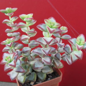 Crassula  perforata   *Aiboshi*