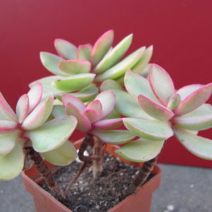 Crassula   nudicaule   variegata