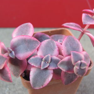 Crassula   pellucida   variegata
