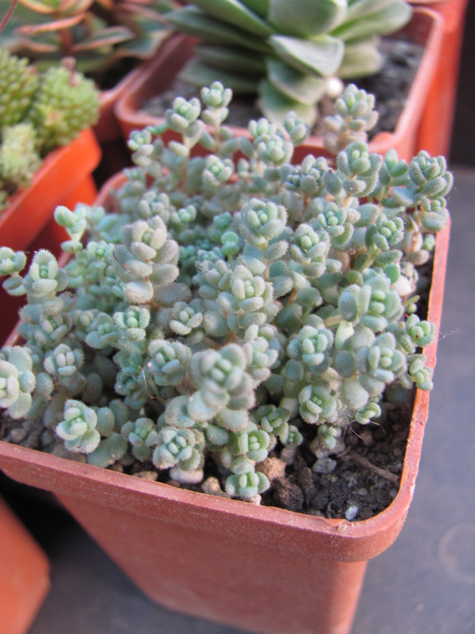 Sedum    dasyphyllum