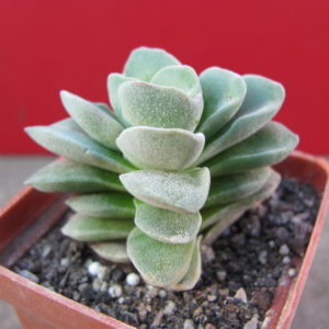 Crassula    coralita