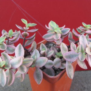 Crassula   volkensii   variegata