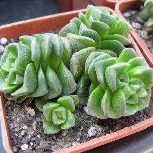 Crassula   Dorothy