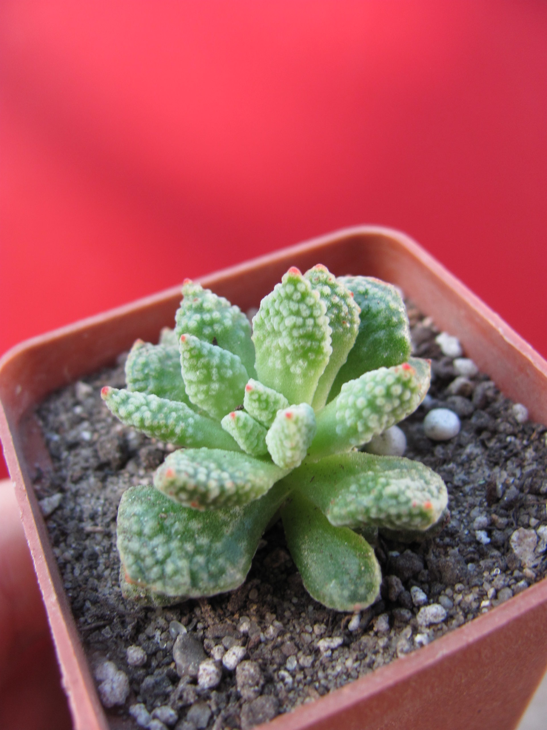 IMG_7331