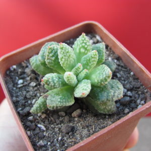 Crassula   ausensis   titanopsis