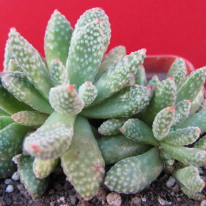 Crassula    ausensis   titanopsis