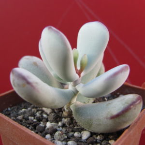 Cotyledon   orbiculata   Oophylla