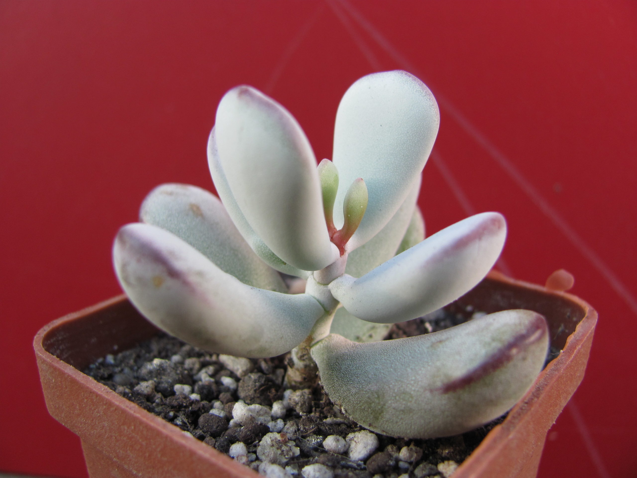 Cotyledon   orbiculata   Oophylla