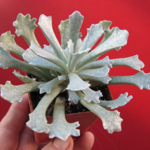 Senecio    scoposus    addoensis