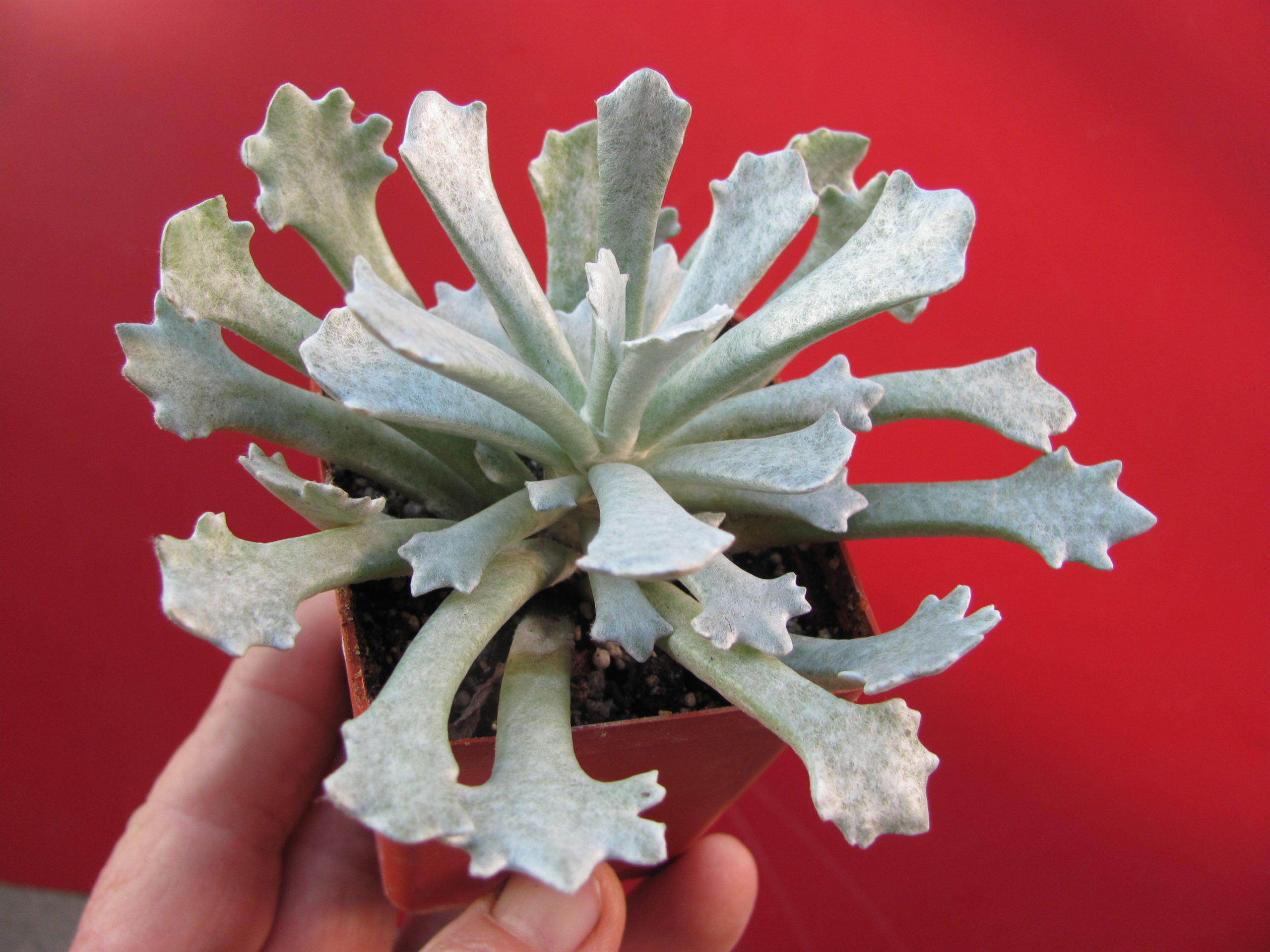 Senecio    scoposus    addoensis