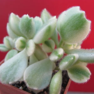 Cotyledon    tomentosa   variegata