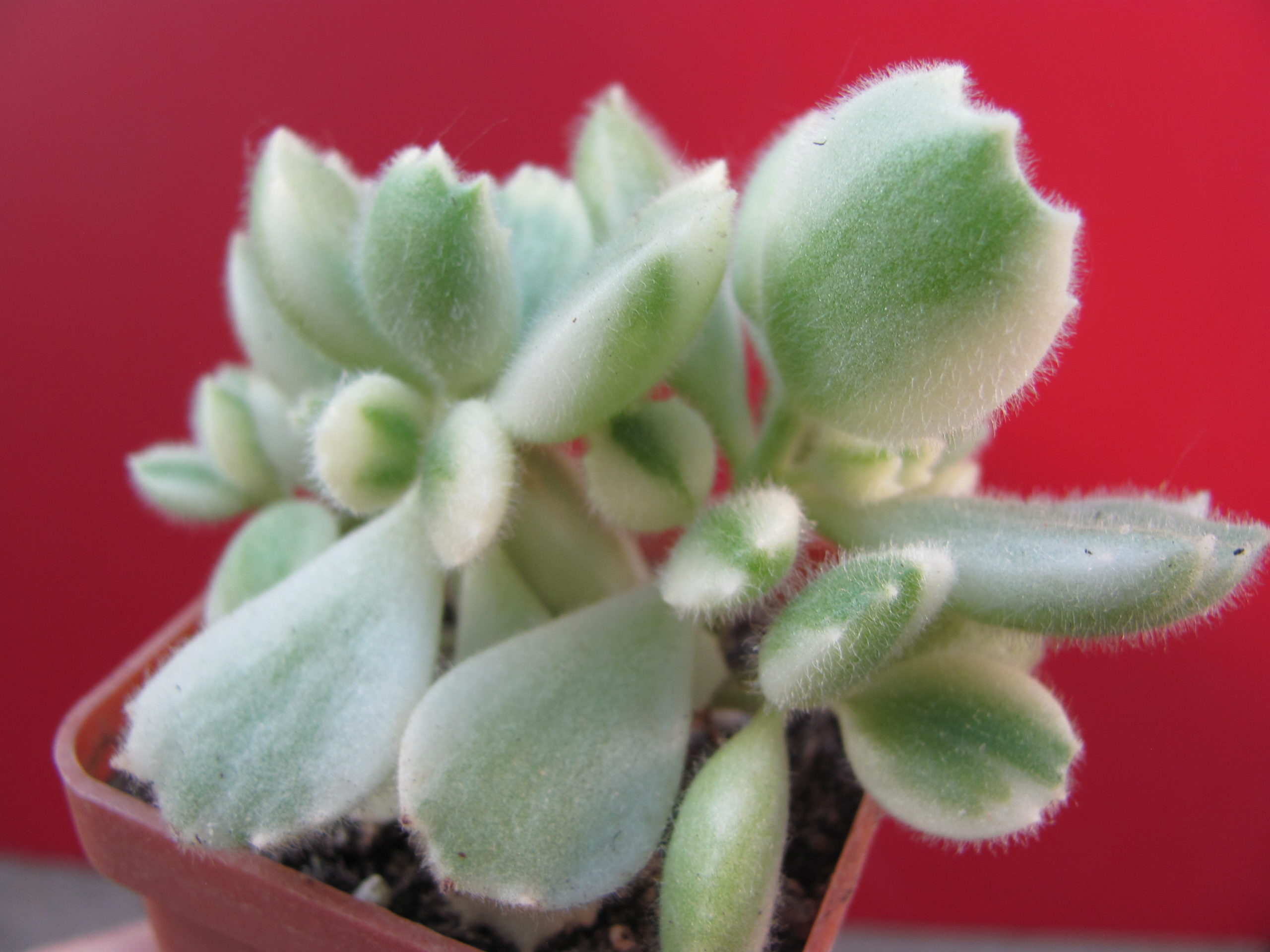 Cotyledon    tomentosa   variegata