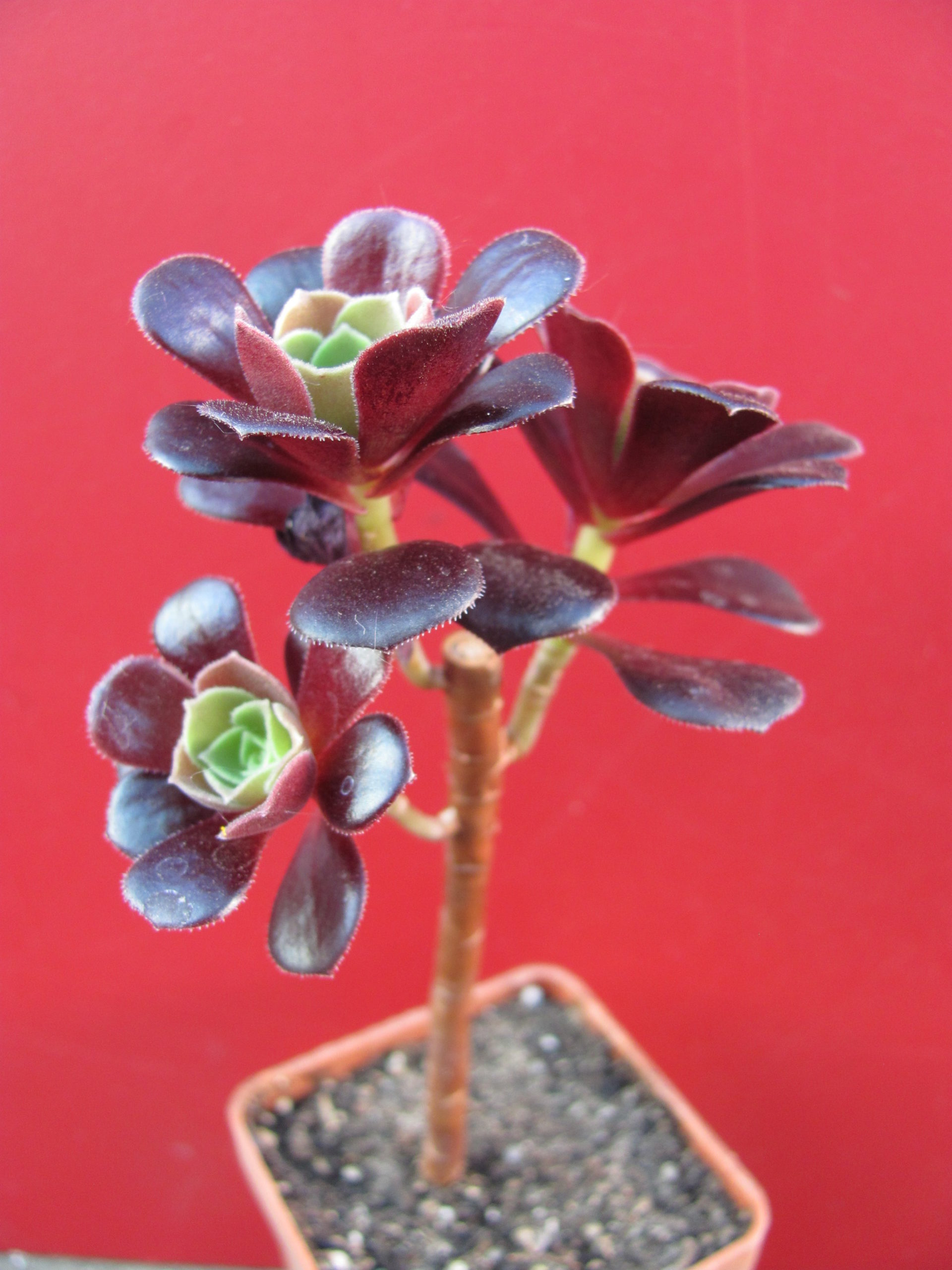 Aeonium    Velour