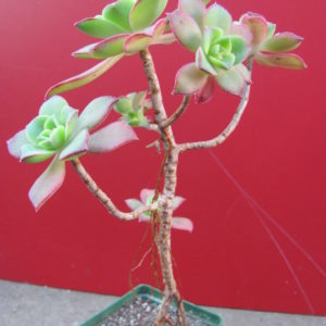 Aeonium    Kiwi