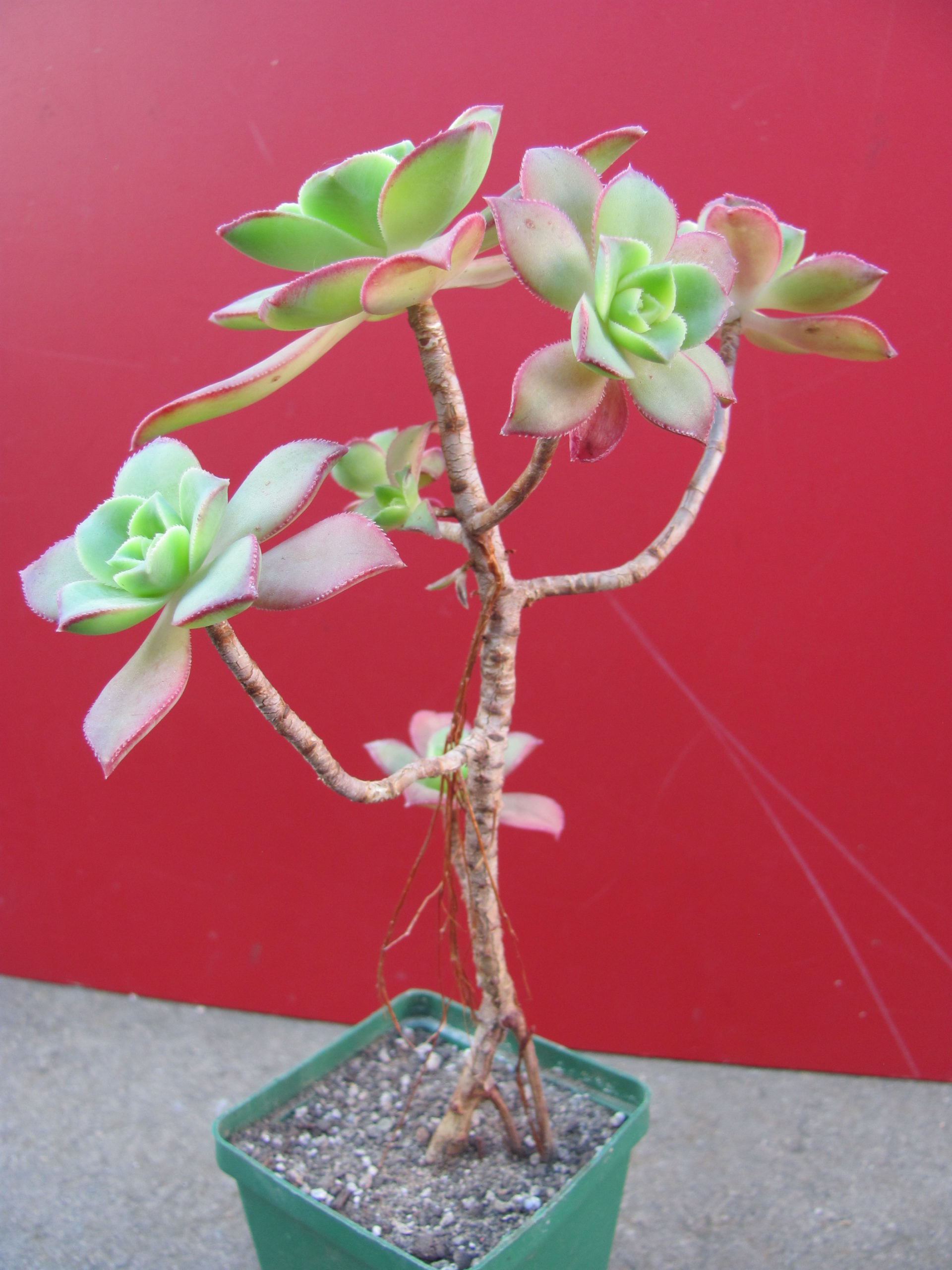 Aeonium    Kiwi