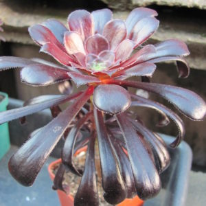 Aeonium   schwarzkopf