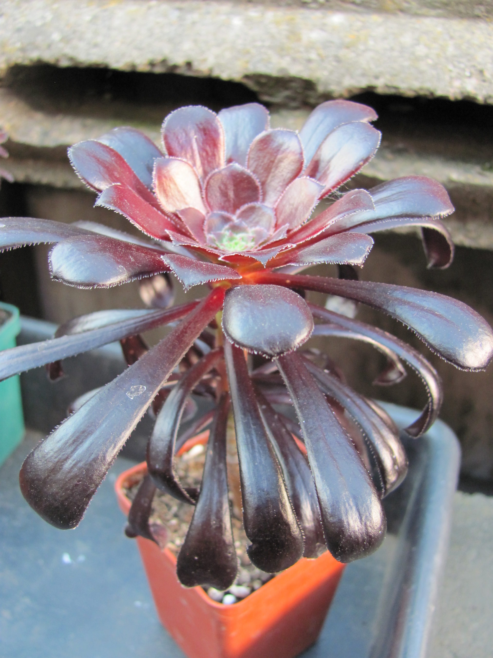 Aeonium   schwarzkopf