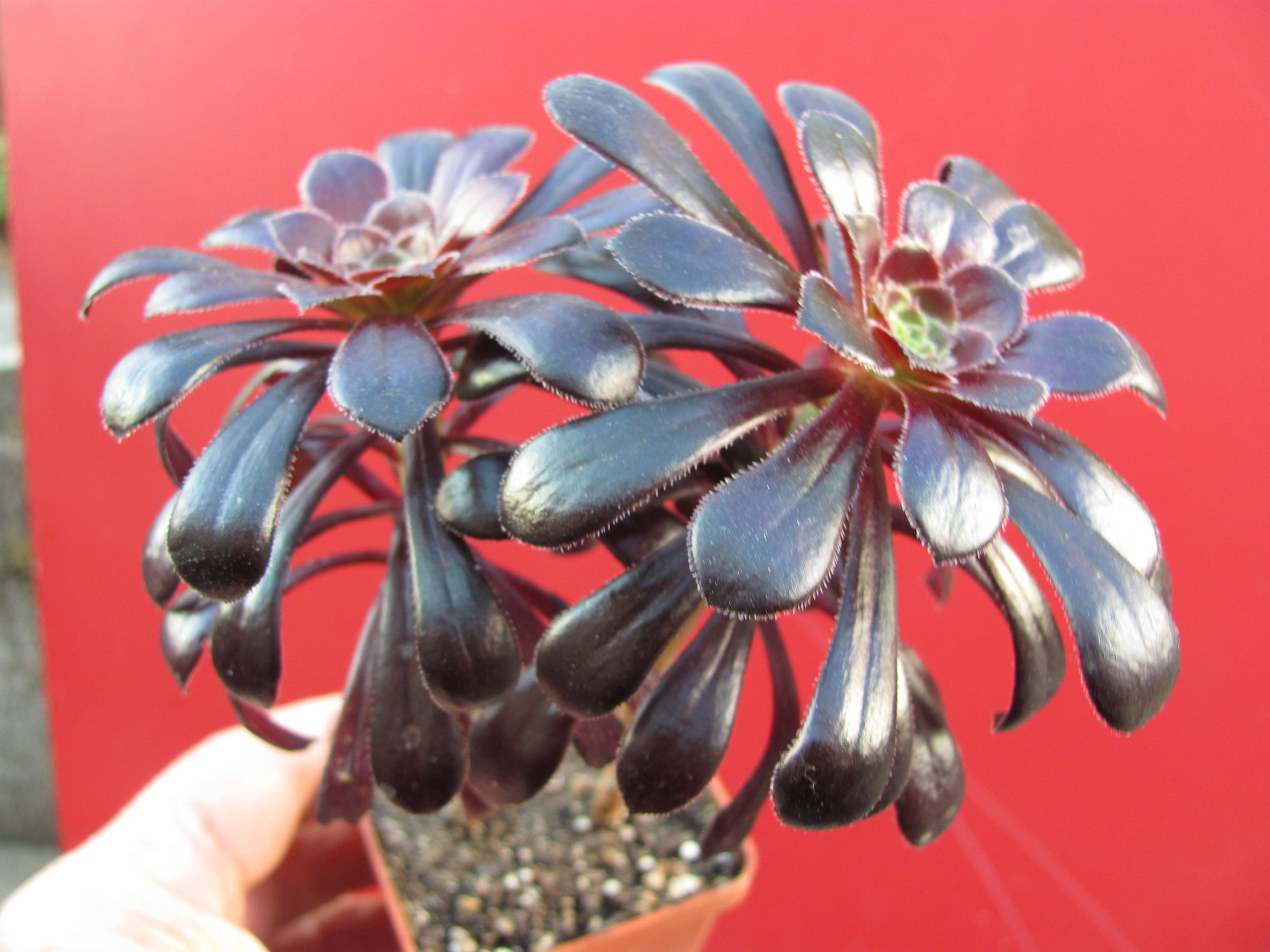 Aeonium   Schwarzkopf