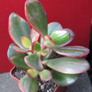 Crassula   Hummels Sunset  variegata
