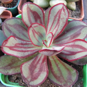 Echeveria   nodulosa