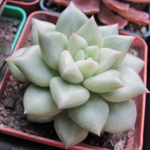 Echeveria   Van  Keppel