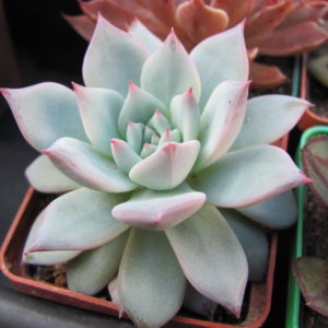 Echeveria   Blue   Bird