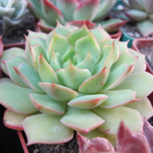 Echeveria   Ramillete