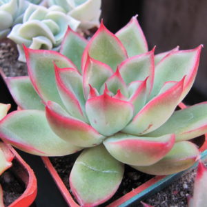 Echeveria