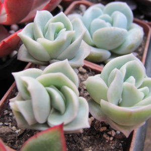Echeveria   Lovely  Rose